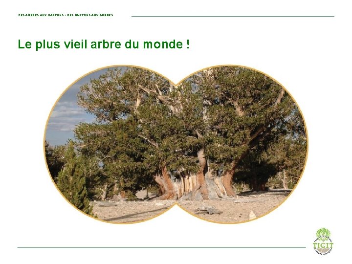 DES ARBRES AUX CARTONS • DES CARTONS AUX ARBRES Le plus vieil arbre du