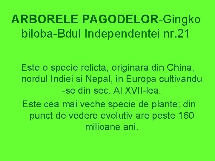 ARBORELE PAGODELOR-Gingko biloba-Bdul Independentei nr. 21 Este o specie relicta, originara din China, nordul