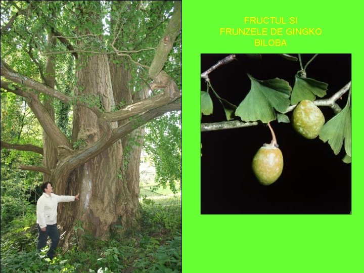 FRUCTUL SI FRUNZELE DE GINGKO BILOBA 