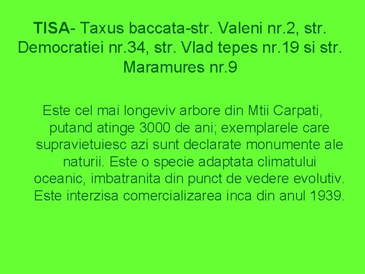 TISA- Taxus baccata-str. Valeni nr. 2, str. Democratiei nr. 34, str. Vlad tepes nr.