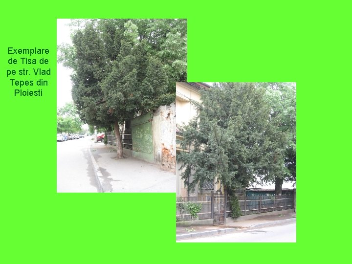 Exemplare de Tisa de pe str. Vlad Tepes din Ploiesti 