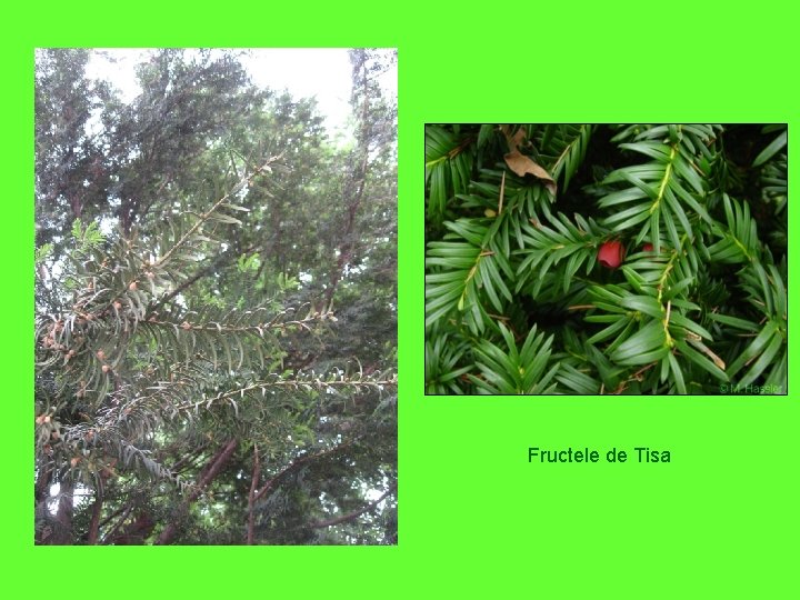 Fructele de Tisa 