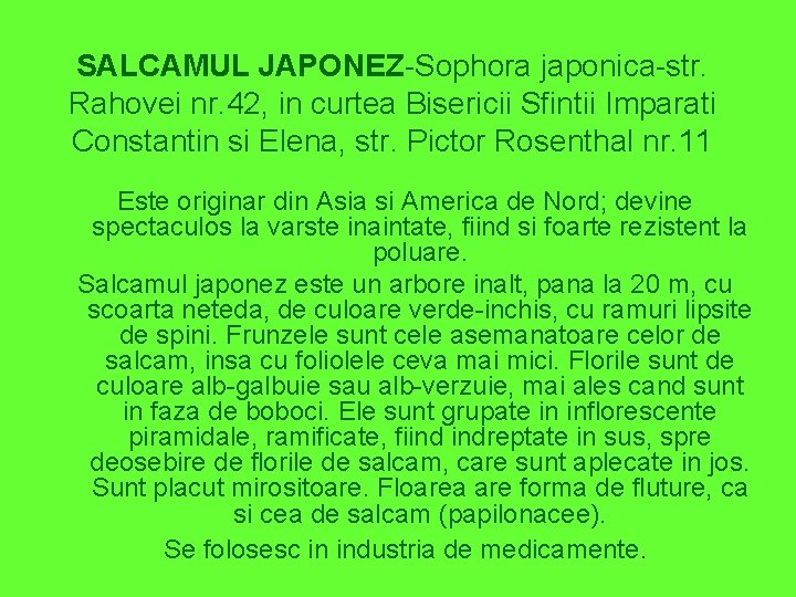 SALCAMUL JAPONEZ-Sophora japonica-str. Rahovei nr. 42, in curtea Bisericii Sfintii Imparati Constantin si Elena,