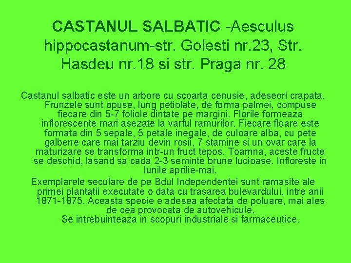 CASTANUL SALBATIC -Aesculus hippocastanum-str. Golesti nr. 23, Str. Hasdeu nr. 18 si str. Praga