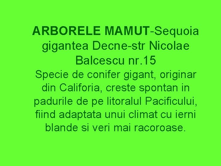ARBORELE MAMUT-Sequoia gigantea Decne-str Nicolae Balcescu nr. 15 Specie de conifer gigant, originar din