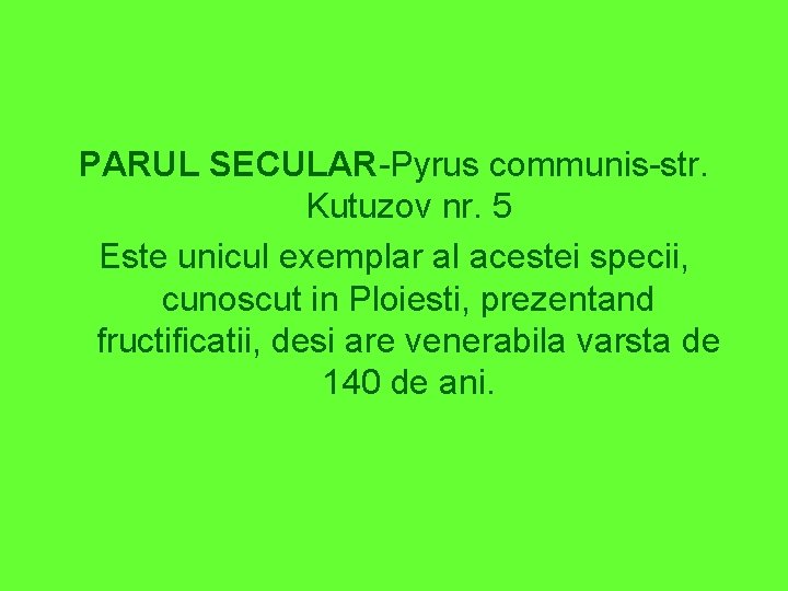 PARUL SECULAR-Pyrus communis-str. Kutuzov nr. 5 Este unicul exemplar al acestei specii, cunoscut in