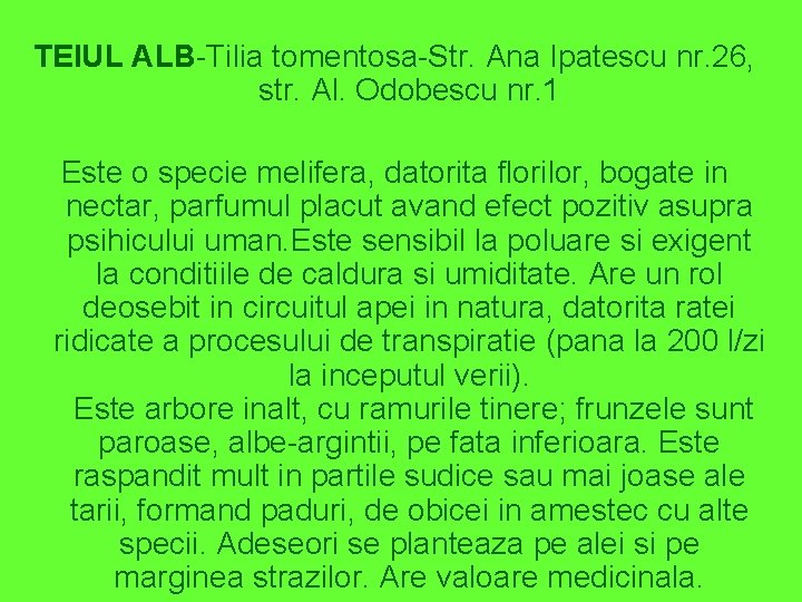 TEIUL ALB-Tilia tomentosa-Str. Ana Ipatescu nr. 26, str. Al. Odobescu nr. 1 Este o