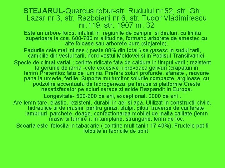 STEJARUL-Quercus robur-str. Rudului nr. 62, str. Gh. Lazar nr. 3, str. Razboieni nr. 6,
