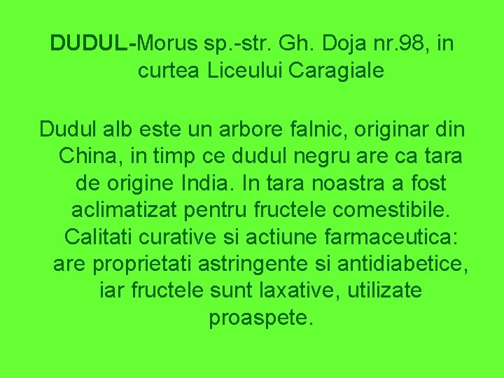 DUDUL-Morus sp. -str. Gh. Doja nr. 98, in curtea Liceului Caragiale Dudul alb este