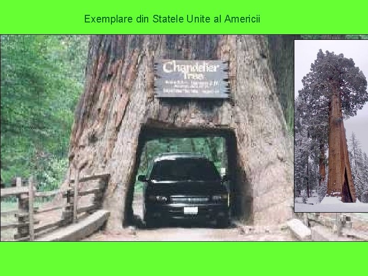 Exemplare din Statele Unite al Americii 