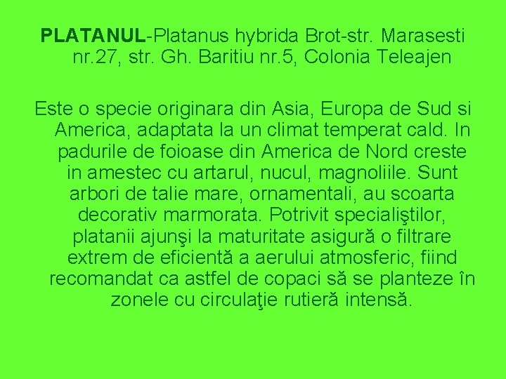 PLATANUL-Platanus hybrida Brot-str. Marasesti nr. 27, str. Gh. Baritiu nr. 5, Colonia Teleajen Este