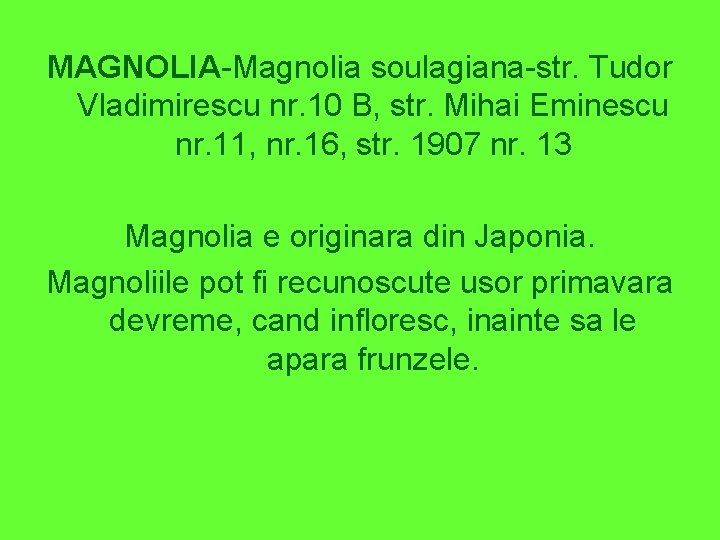 MAGNOLIA-Magnolia soulagiana-str. Tudor Vladimirescu nr. 10 B, str. Mihai Eminescu nr. 11, nr. 16,