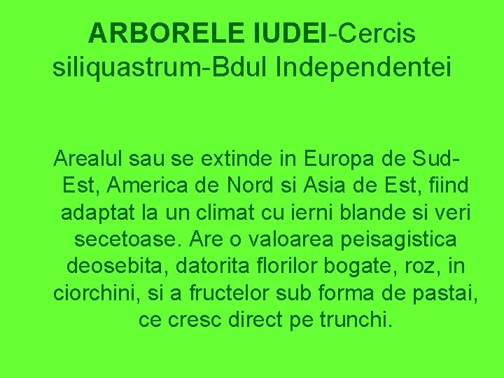 ARBORELE IUDEI-Cercis siliquastrum-Bdul Independentei Arealul sau se extinde in Europa de Sud. Est, America