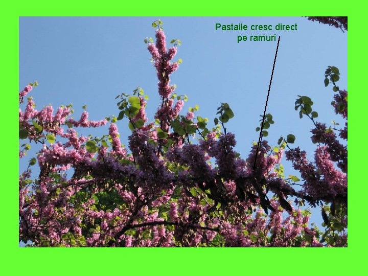 Pastaile cresc direct pe ramuri 