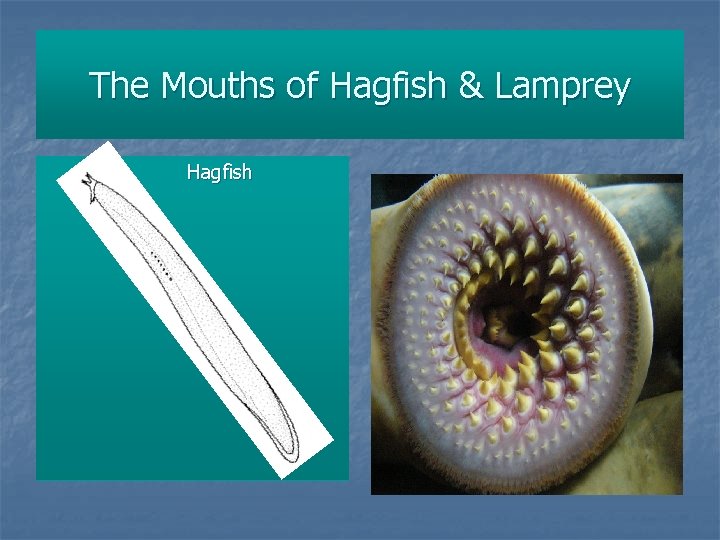 The Mouths of Hagfish & Lamprey Hagfish 