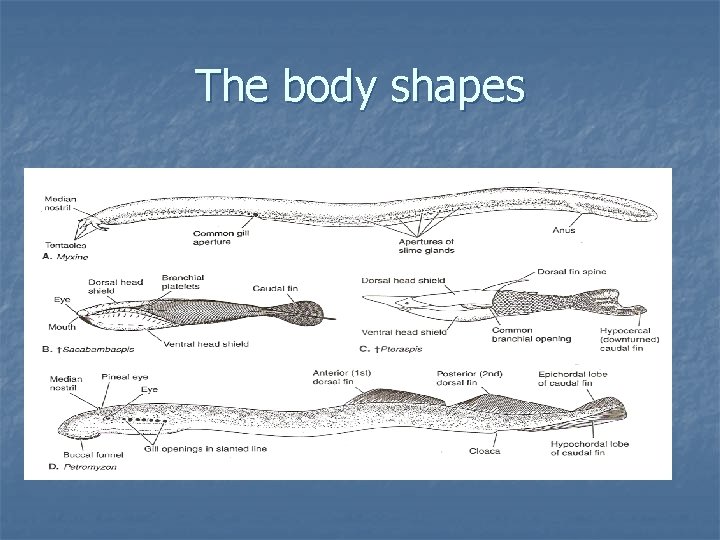 The body shapes 