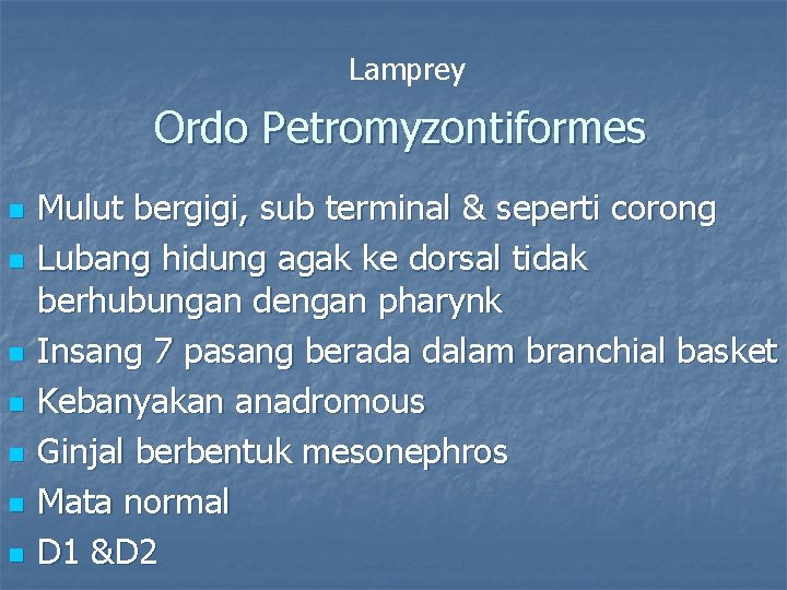 Lamprey Ordo Petromyzontiformes n n n n Mulut bergigi, sub terminal & seperti corong