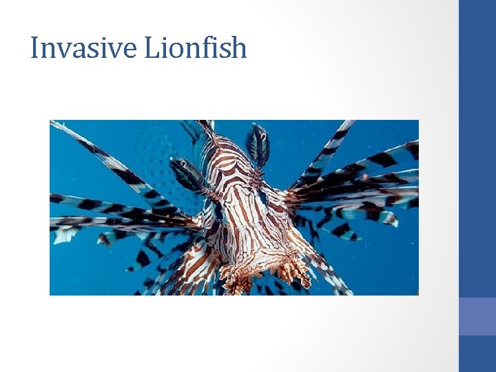 Invasive Lionfish 