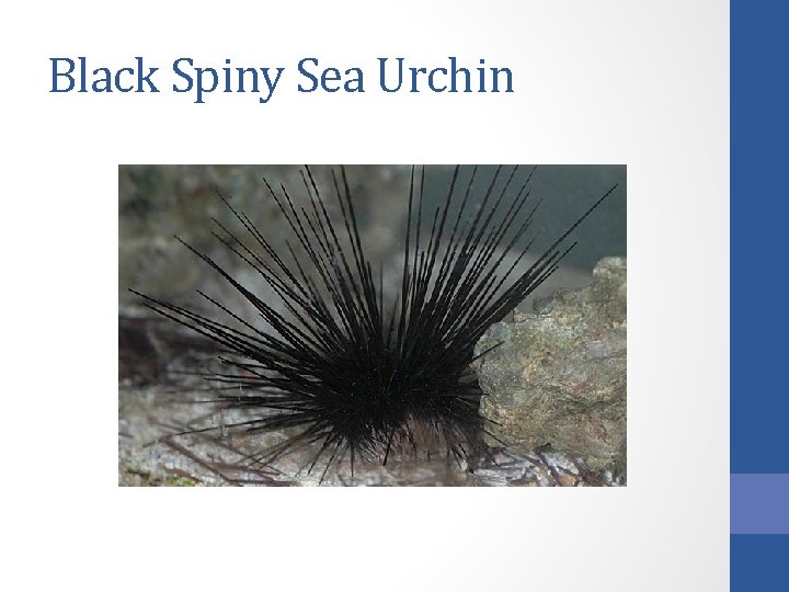 Black Spiny Sea Urchin 