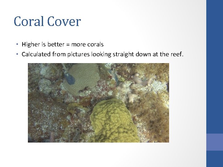 Coral Cover • Higher is better = more corals • Calculated from pictures looking