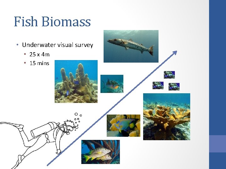 Fish Biomass • Underwater visual survey • 25 x 4 m • 15 mins