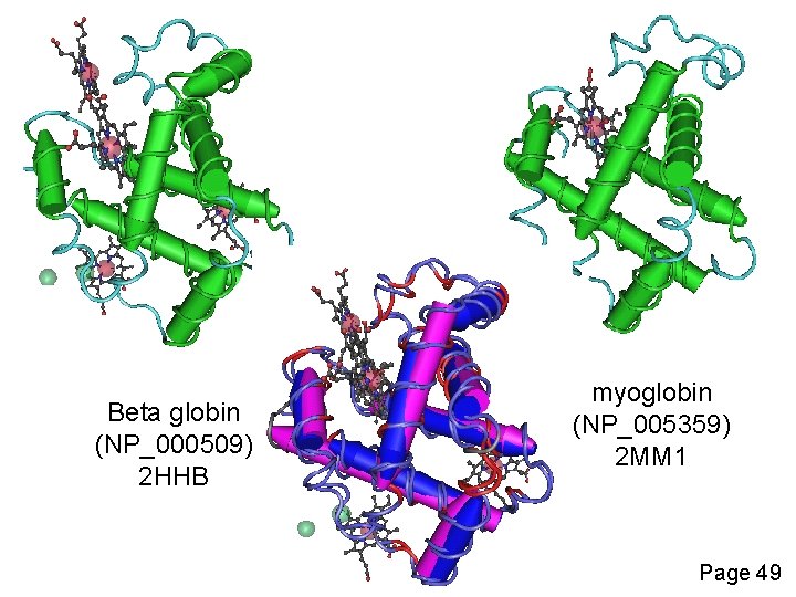 Beta globin (NP_000509) 2 HHB myoglobin (NP_005359) 2 MM 1 Page 49 