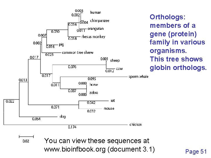 Orthologs: members of a gene (protein) family in various organisms. This tree shows globin