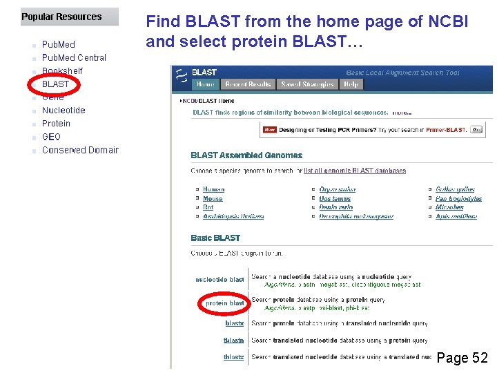 Find BLAST from the home page of NCBI and select protein BLAST… Page 52