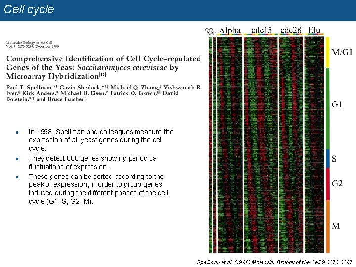 Cell cycle n n n In 1998, Spellman and colleagues measure the expression of