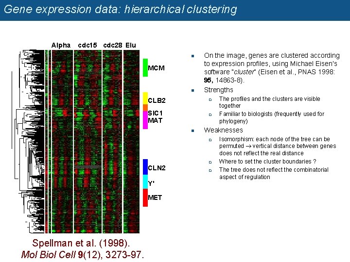 Gene expression data: hierarchical clustering Alpha cdc 15 cdc 28 Elu n MCM n