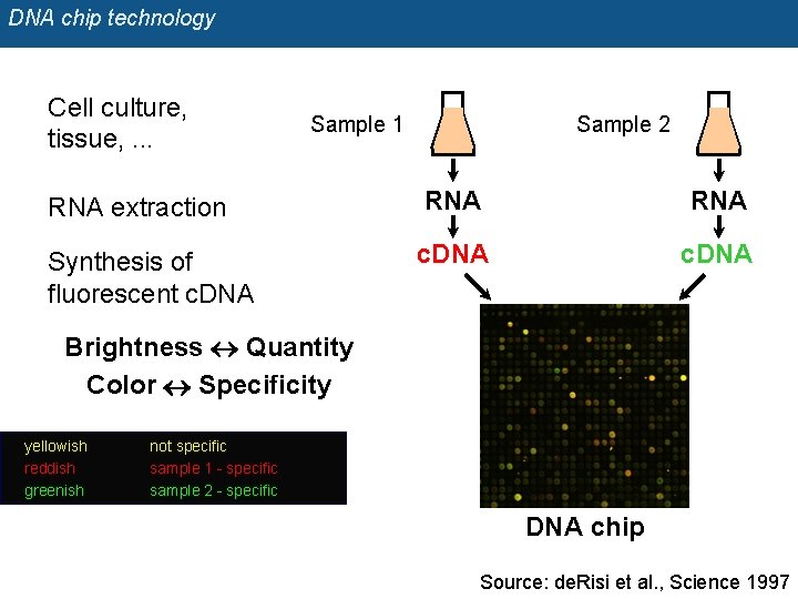 DNA chip technology Cell culture, tissue, . . . Sample 1 Sample 2 RNA