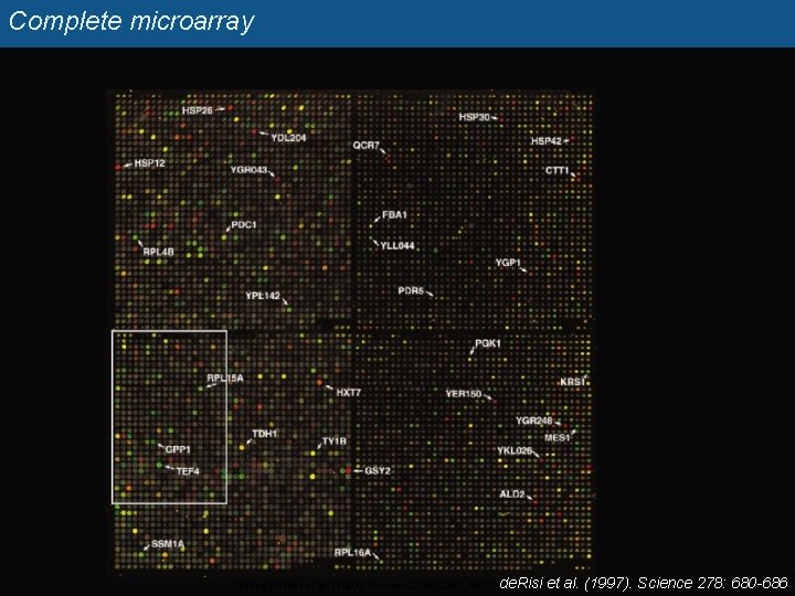 Complete microarray Source: De. Risi et al. (1997) Science, 278(5338), 680 -6. de. Risi