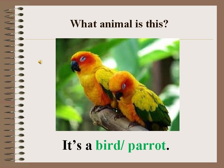 What animal is this? It’s a bird/ parrot. 