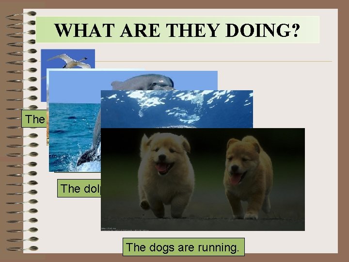 WHAT ARE THEY DOING? The birds are flying. The elephant is walking. The dolphin
