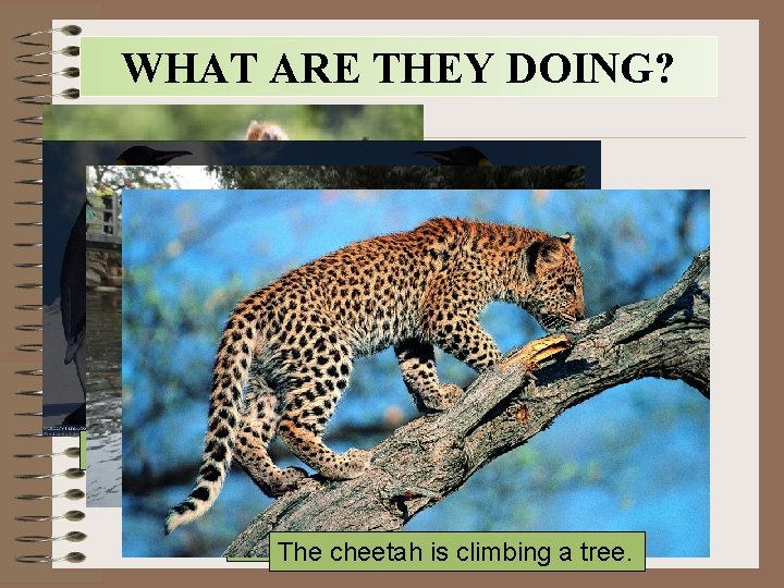 WHAT ARE THEY DOING? The cats are playing. The penguins are standing. The keeper