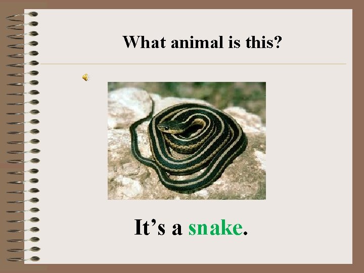 What animal is this? It’s a snake. 