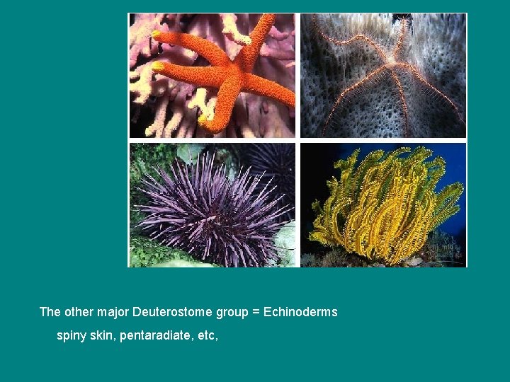 The other major Deuterostome group = Echinoderms spiny skin, pentaradiate, etc, 