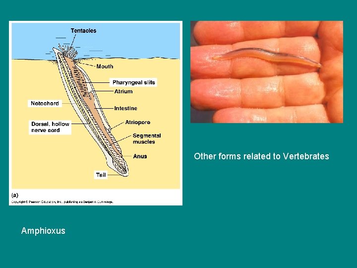 Other forms related to Vertebrates Amphioxus 