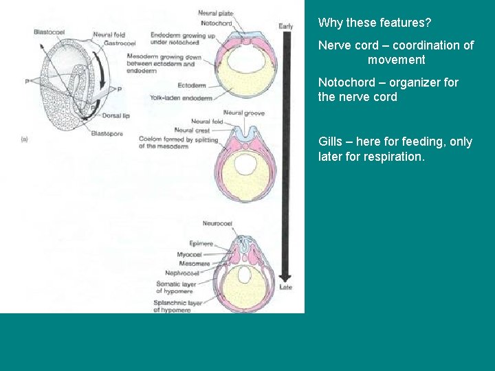 Why these features? Nerve cord – coordination of movement Notochord – organizer for the