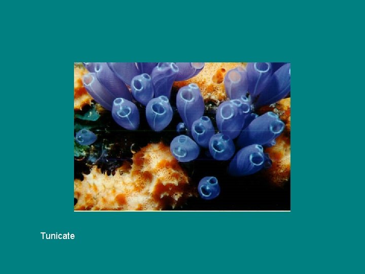 Tunicate 