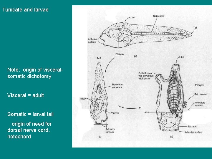 Tunicate and larvae Note: origin of visceralsomatic dichotomy Visceral = adult Somatic = larval