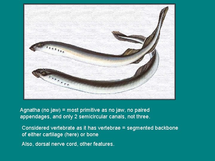 Agnatha (no jaw) = most primitive as no jaw, no paired appendages, and only