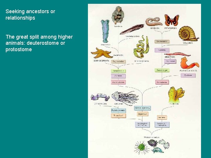 Seeking ancestors or relationships The great split among higher animals: deuterostome or protostome 