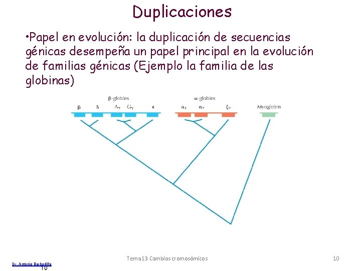 Duplicaciones • Papel en evolución: la duplicación de secuencias génicas desempeña un papel principal