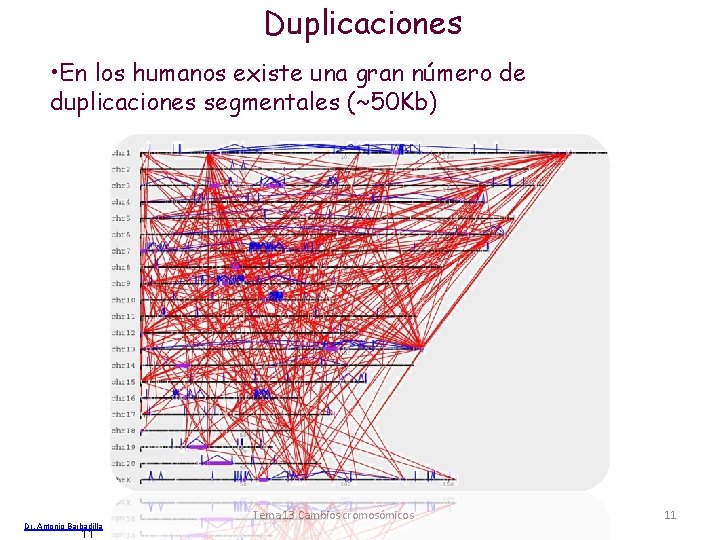 Duplicaciones • En los humanos existe una gran número de duplicaciones segmentales (~50 Kb)