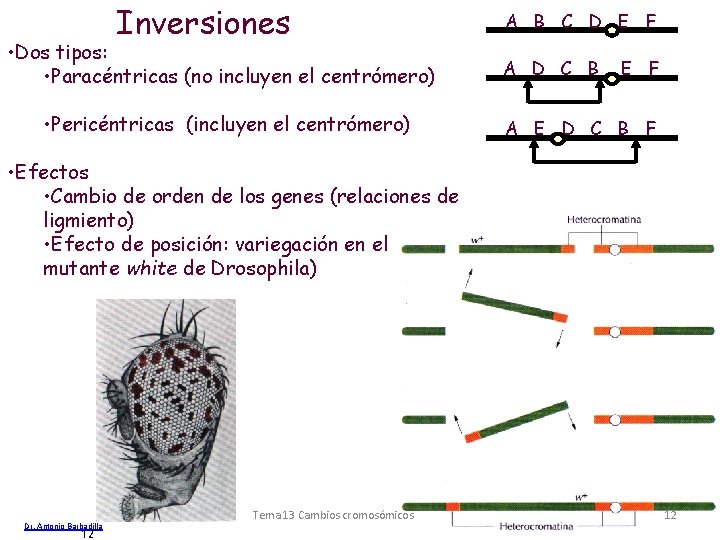 Inversiones • Dos tipos: • Paracéntricas (no incluyen el centrómero) • Pericéntricas (incluyen el