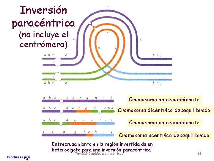 Inversión paracéntrica (no incluye el centrómero) Cromosoma no recombinante Cromosoma dicéntrico desequilibrado Cromosoma no