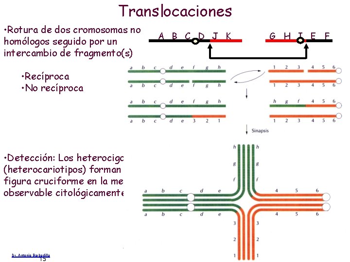 Translocaciones • Rotura de dos cromosomas no homólogos seguido por un intercambio de fragmento(s)