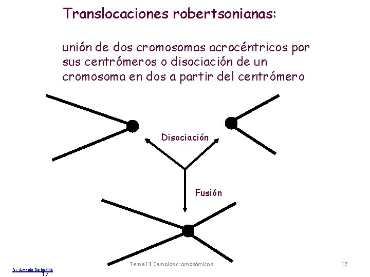 Translocaciones robertsonianas: unión de dos cromosomas acrocéntricos por sus centrómeros o disociación de un