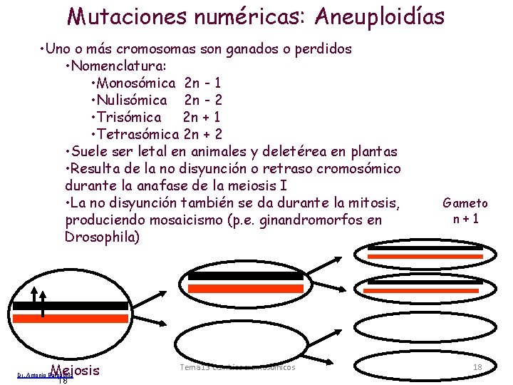 Mutaciones numéricas: Aneuploidías • Uno o más cromosomas son ganados o perdidos • Nomenclatura: